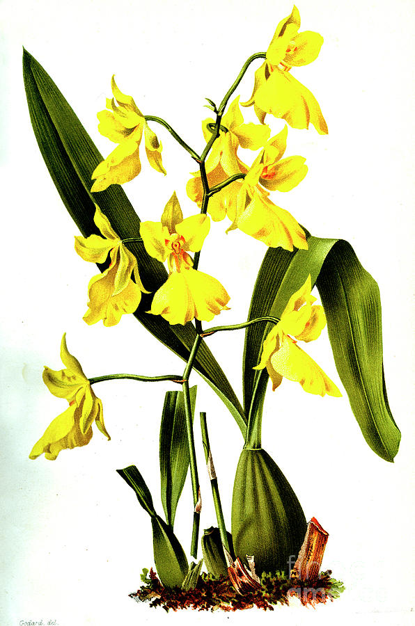 Oncidium Concolor Photograph by Collection Abecasis/science Photo Library