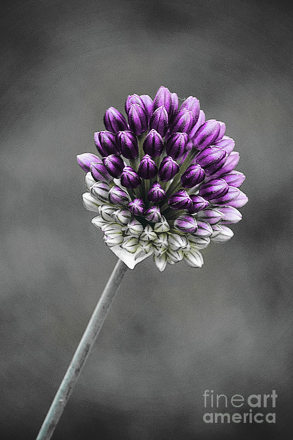 One Allium Bud Desaturated Photograph by Sharon McConnell