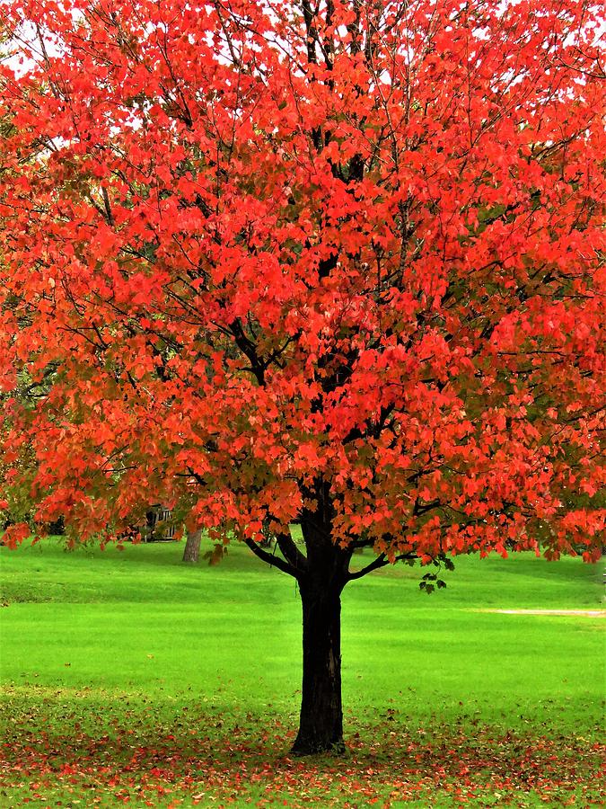 One Autumn Tree  Photograph by Lori Frisch