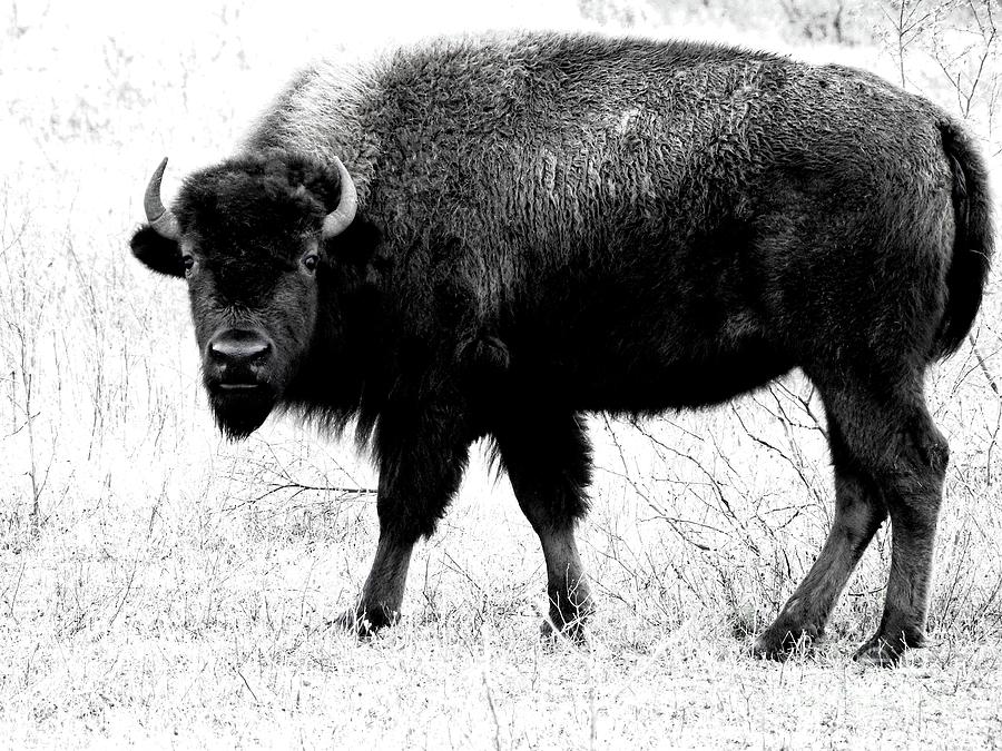 One Bison Stands Alone Photograph by Ella Kaye Dickey