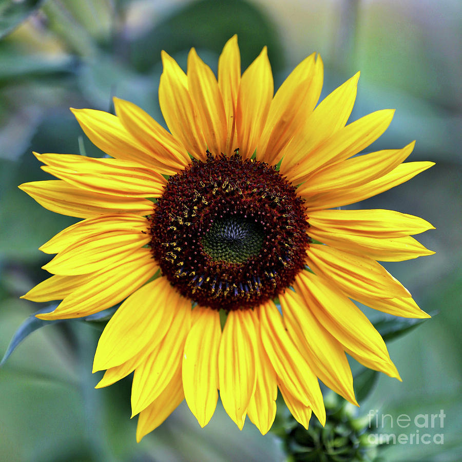 One Bright Sunflower Photograph by Carol Groenen