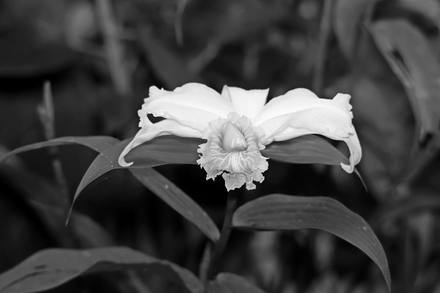 One day Orchid Black and White Photograph by Marlin and Laura Hum
