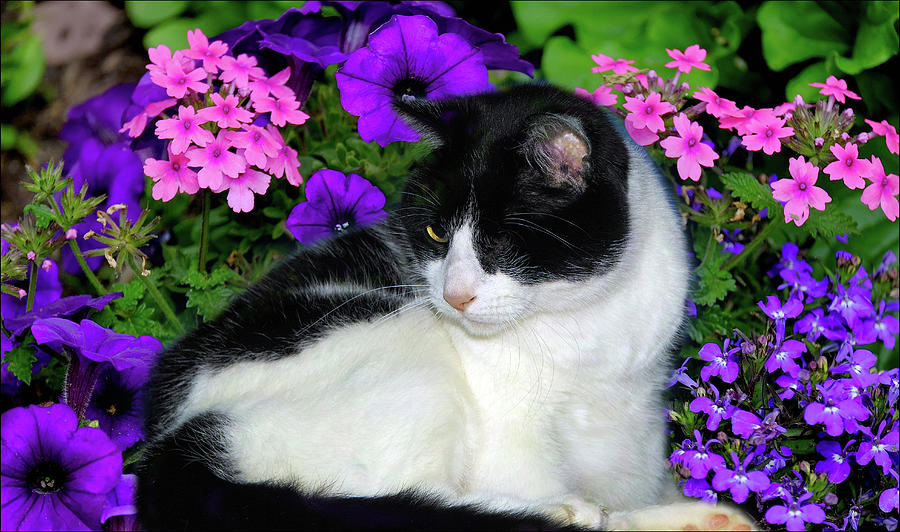 One Eye Cat With Garden Flowers Photograph by Constance Lowery