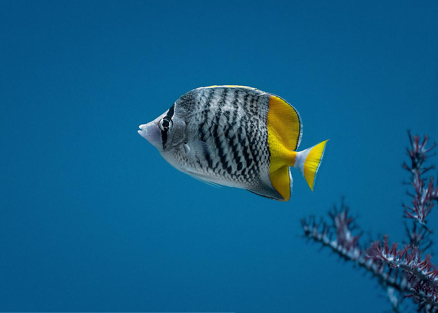 Fish Photograph - One Fish by Siyu And Wei Photography