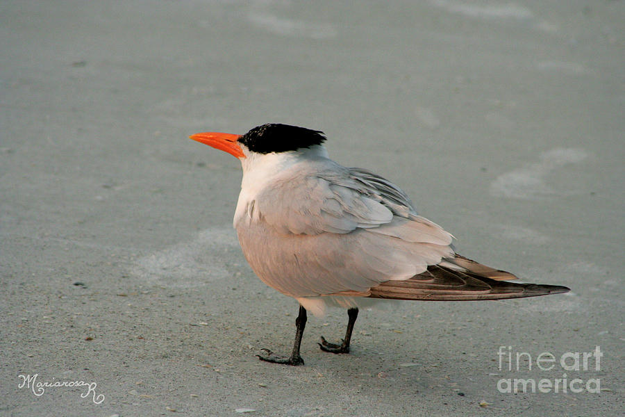 One Good Tern Deserves...Friends Photograph by Mariarosa Rockefeller