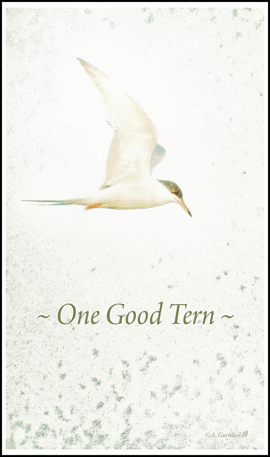 One Good Tern, Tern in Flight Digital Art by A Macarthur Gurmankin