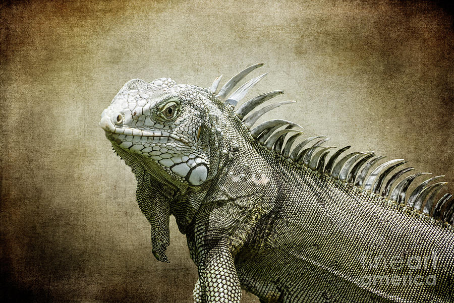 Iguana-one Happy Iguana Photograph by Judy Wolinsky