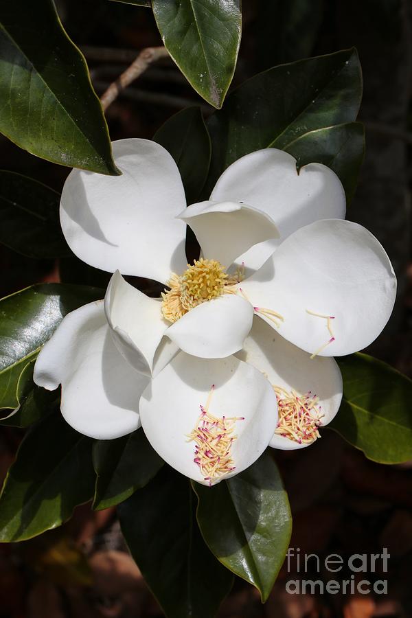 One Large Magnolia Photograph by Carol Groenen