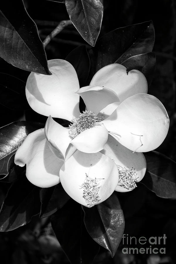 One Large Magnolia in Black and White Photograph by Carol Groenen