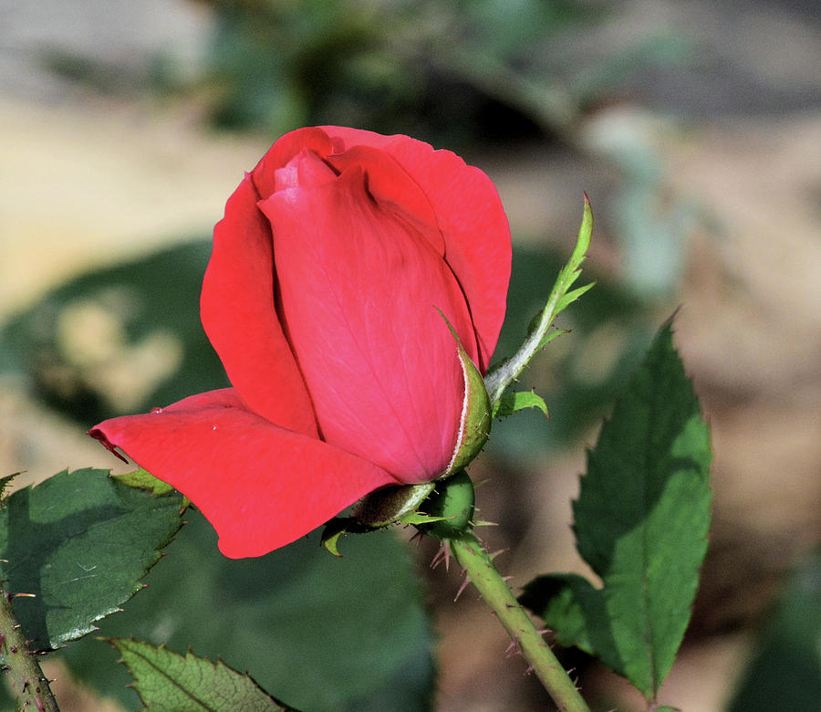 Autumn Photograph - One Last Rosebud by Karen Majkrzak Autumn Photograph - One Last Rosebud by Karen Majkrzak