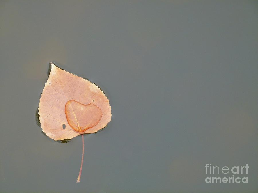 One Leaf - Floating With Water C001 Photograph by Jor Cop Images