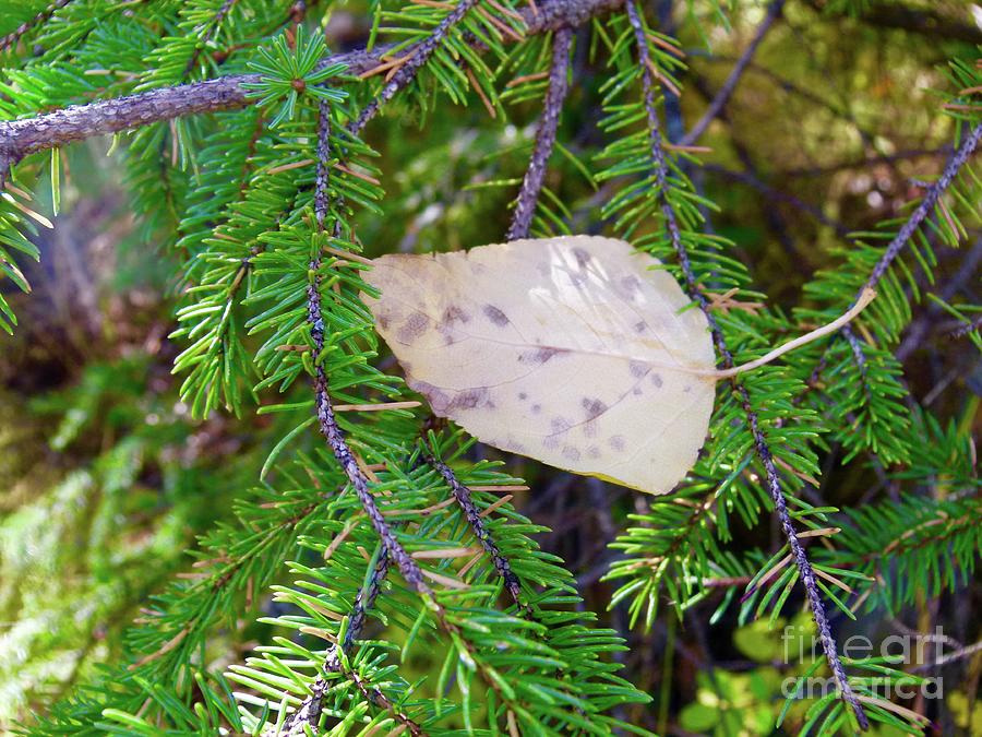 One Leaf - Just Resting C004 Photograph by Jor Cop Images