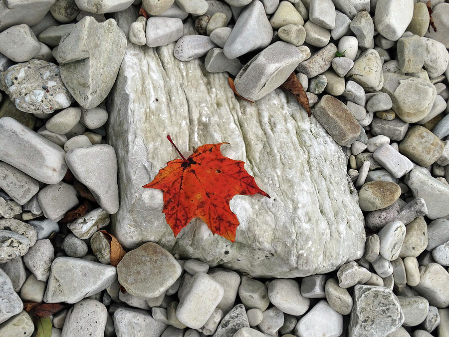 One Leaf Many Rocks Photograph by David T Wilkinson