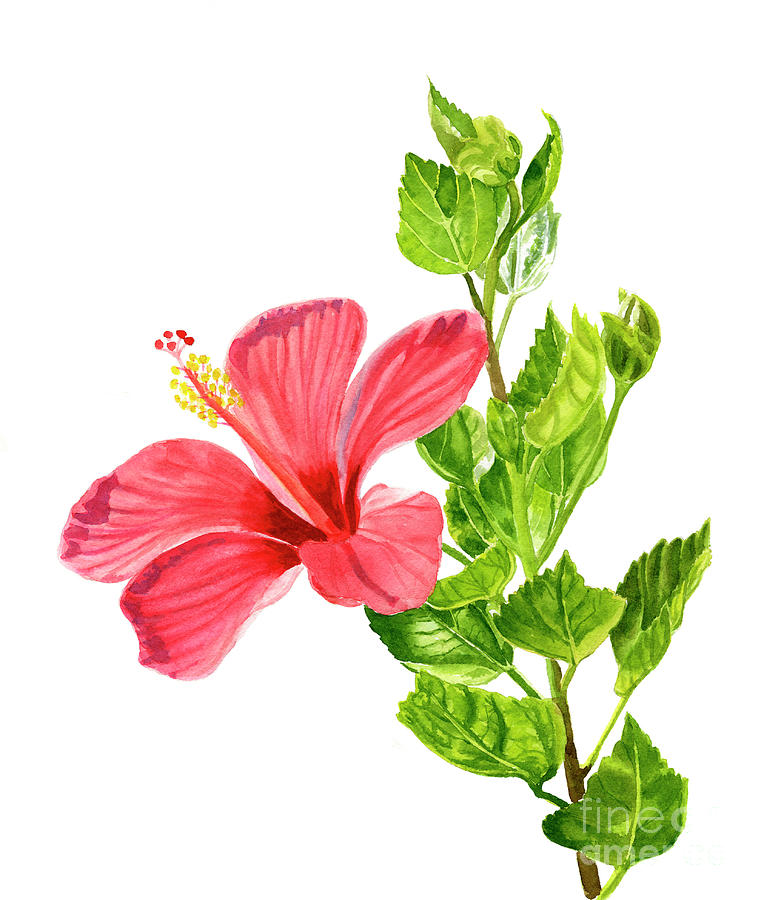Flowers Still Life Painting - One Light Red Hibiscus Flower by Sharon Freeman