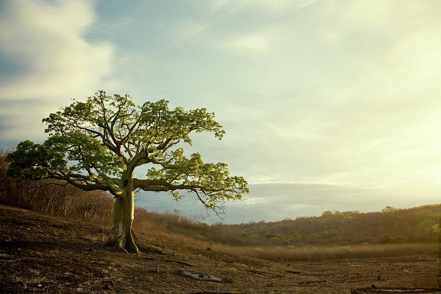 One Lone Tree Photograph by Kalistratova