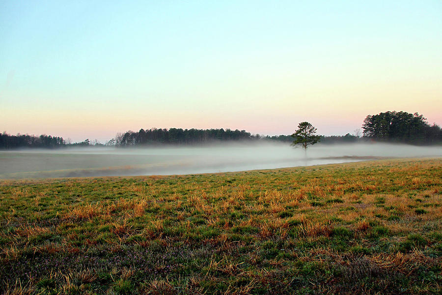 One Lonely Tree by Nadine Lewis One Lonely Tree by Nadine Lewis
