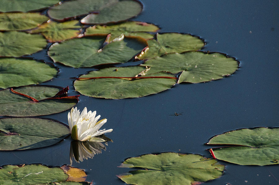 One lonely water lily  Photograph by Debra Baldwin
