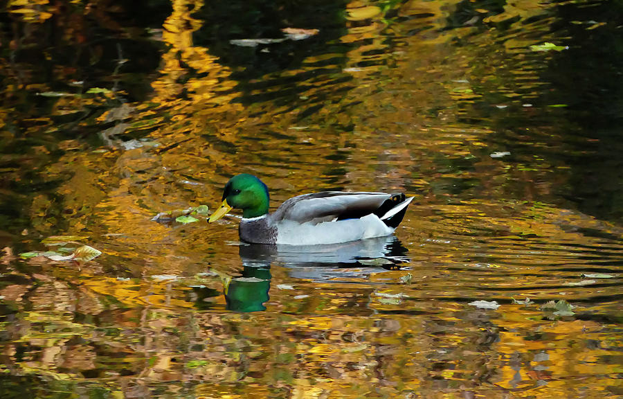 One Mallard Duck Photograph by Sandra Js