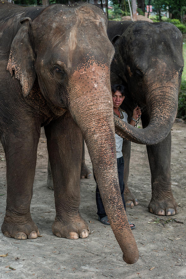 One Man, Two Elephants by Ian Robert Knight One Man, Two Elephants by Ian Robert Knight
