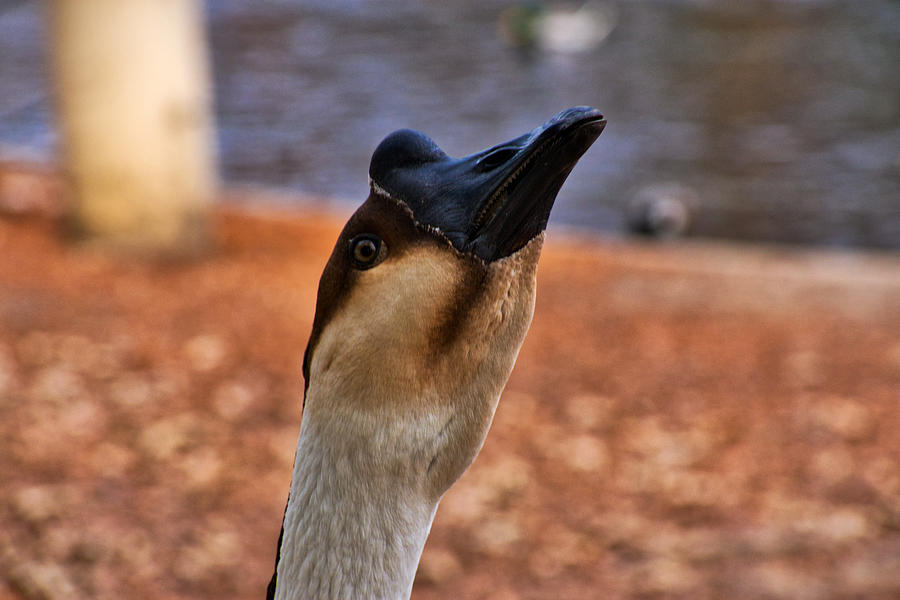 One Mean Goose Photograph