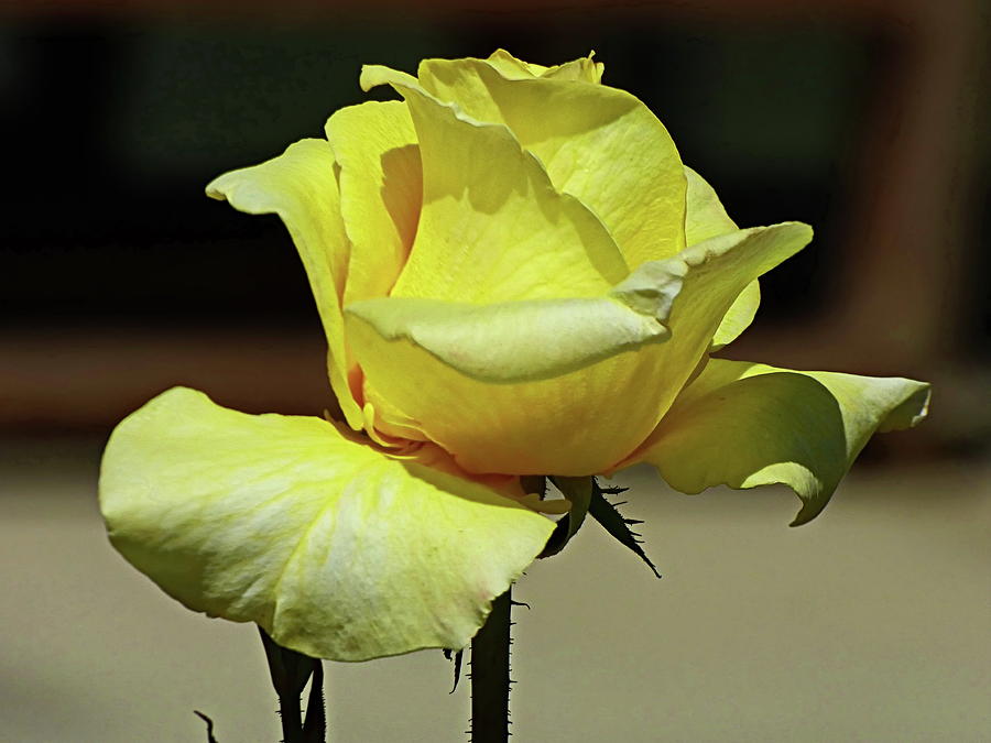 One More Yellow Rose Photograph by Lyuba Filatova