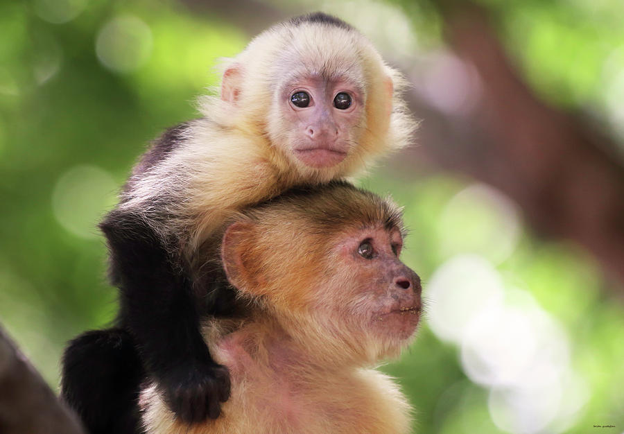 One Of Those Days When You Just Cant Seem To Get The Monkey Off Your Back Photograph by Brian Gustafson