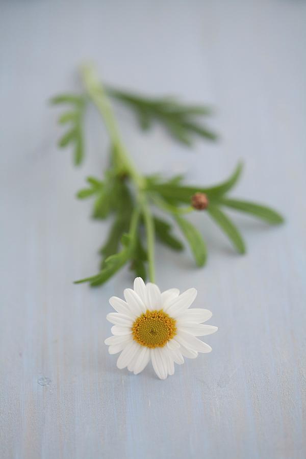 One Ox-eye Daisy On Blue Wooden Surface Photograph by Martina Schindler