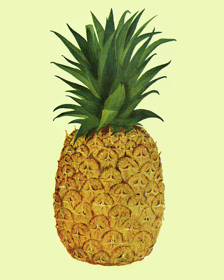 Vintage Drawing - One Pineapple by CSA Images