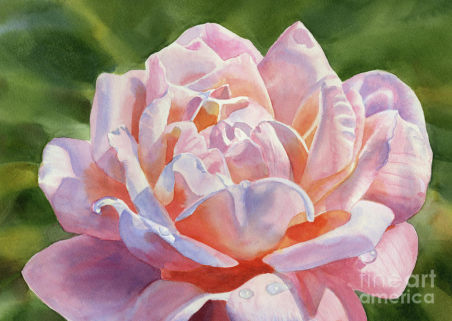 One Pink and Peach Colored Rose Blossom Painting by Sharon Freeman