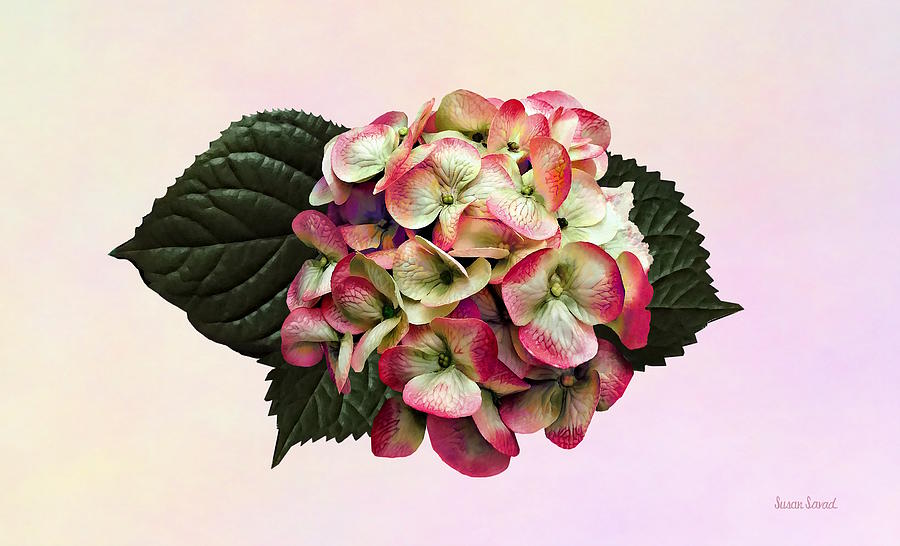 One Pink and White Hydrangea Photograph by Susan Savad