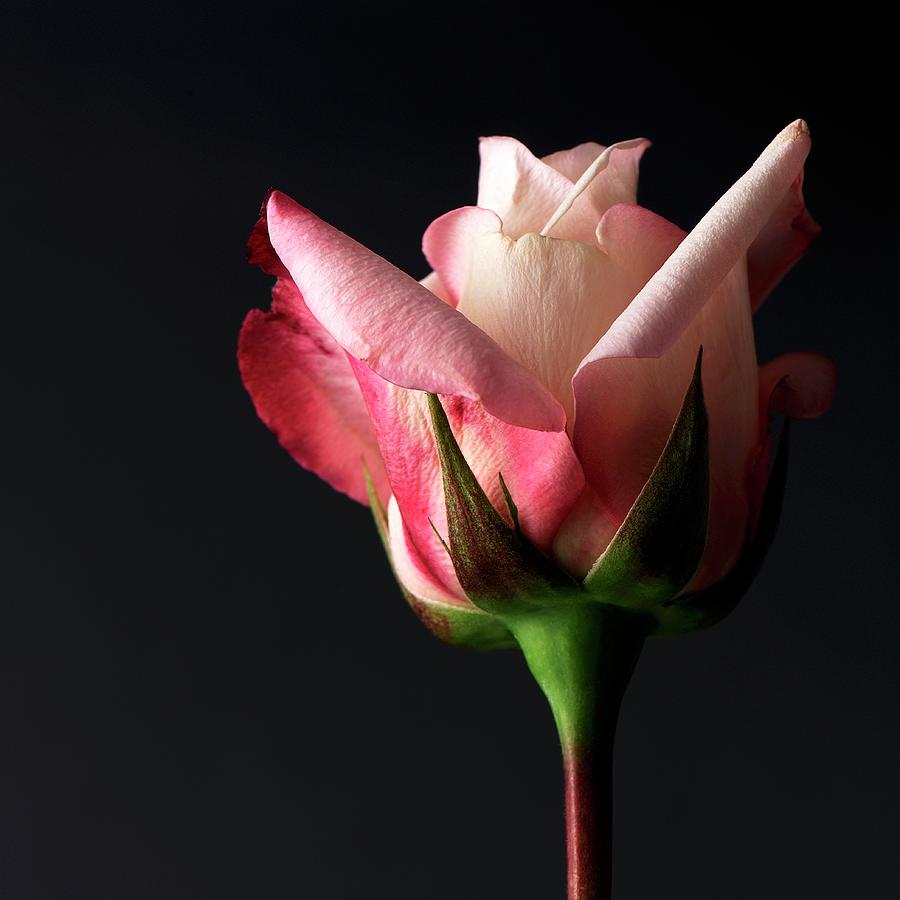 One Pink Rosebud Photograph by Brigitte Sauer | Fine Art America