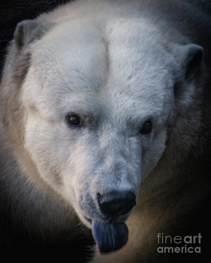 Wildlife Photograph - One Polar Ice to Go by William Norton