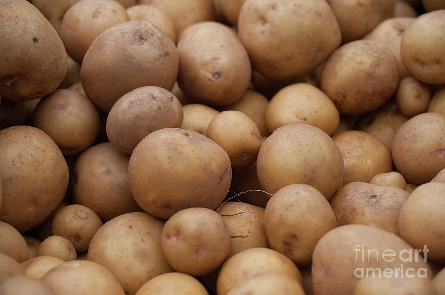 One Potato, Two Potato Photograph by Christy Garavetto