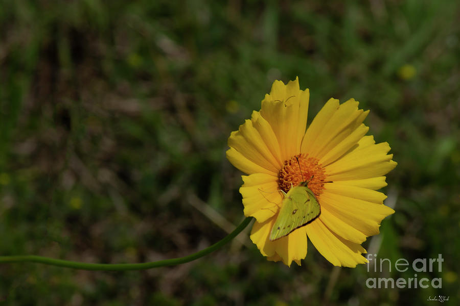 One Prairie Corpus Flower Photograph