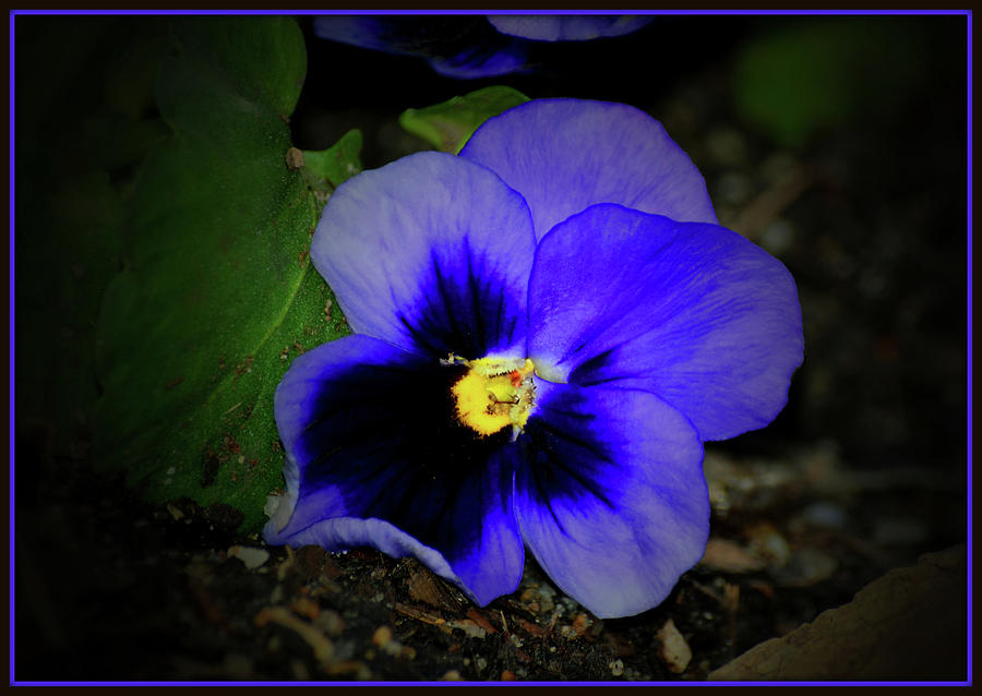 One Purple Pansy Photograph by Constance Lowery