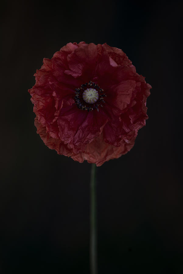 Poppy Photograph - One Red Poppy by Lotte Grnkjr