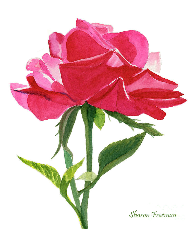 One Red Rose on White Painting by Sharon Freeman
