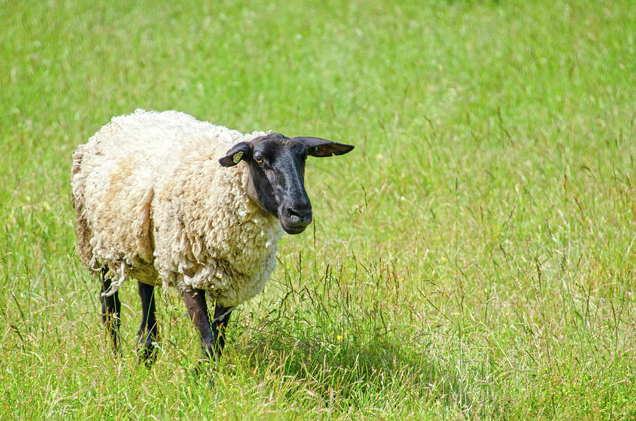 One Sheep In A Field Of Grass In Oregon Photograph by Susan Boehnlein ...