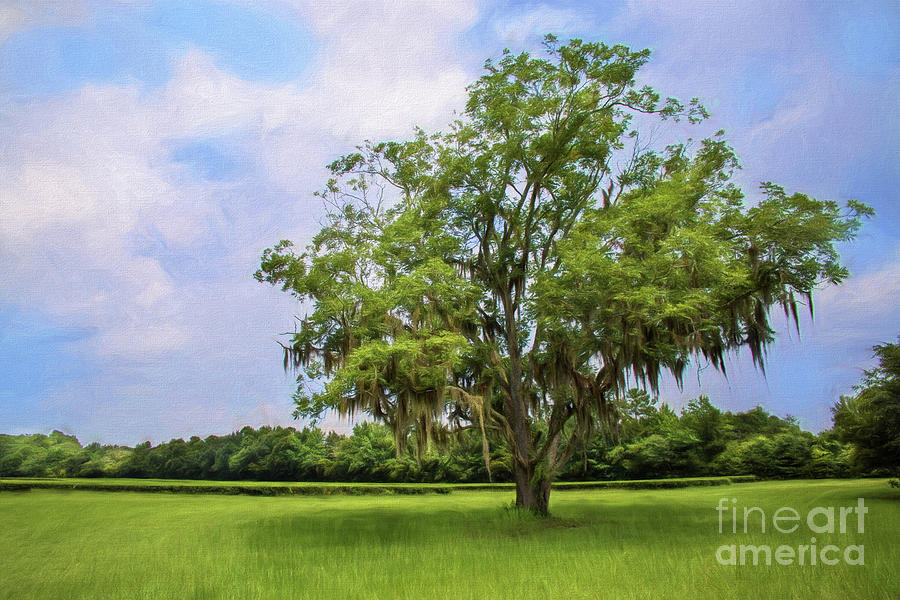 One Solitary Tree Painted Digital Art by Sharon McConnell