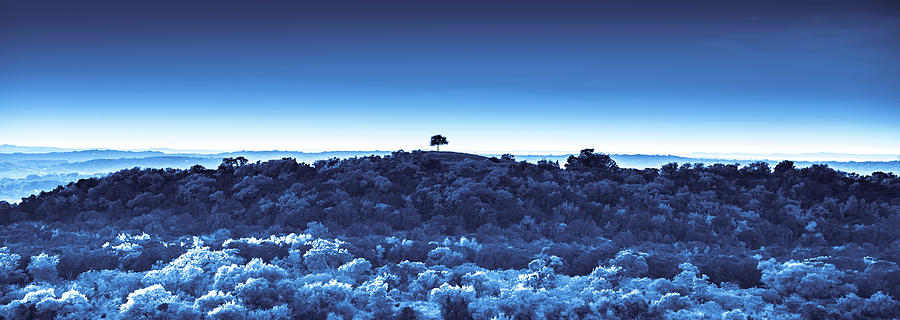 One Tree Hill - Blue Photograph by Darryl Dalton
