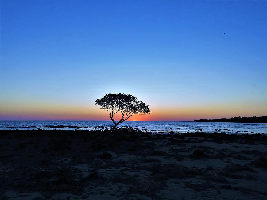 One Tree Sunset Photograph by Joan Stratton