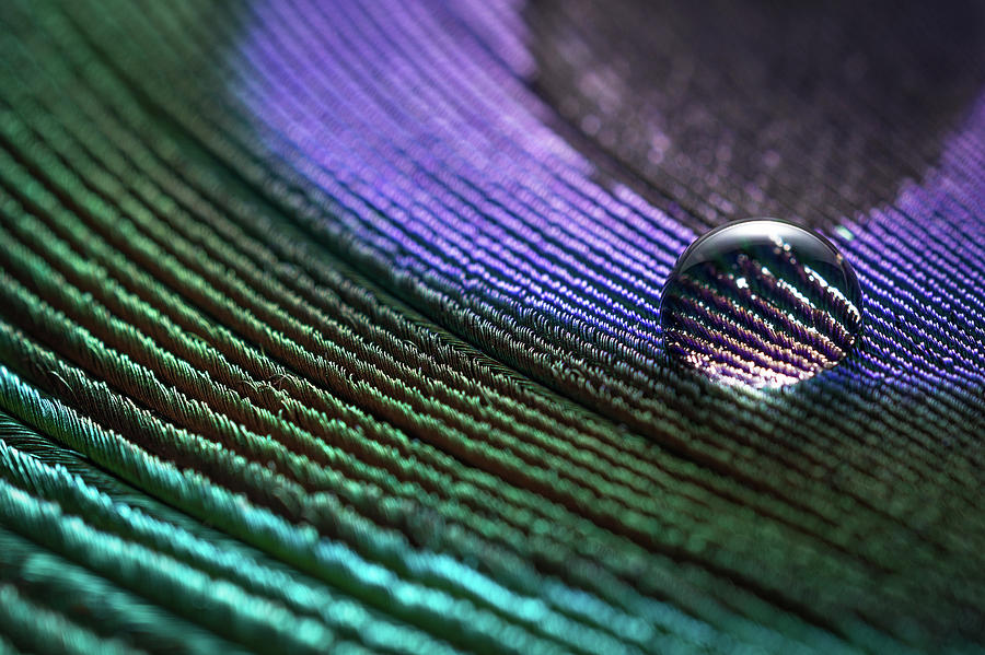 One Water Dew On A Peacock Feather Photograph by Miragec