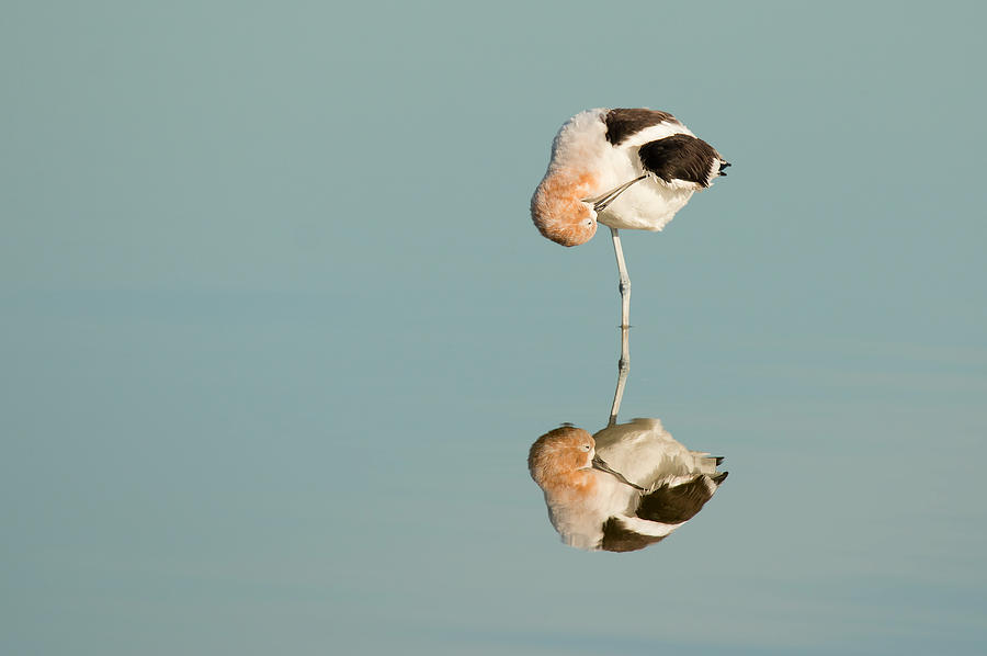 Bird Photograph - One? by Weilian