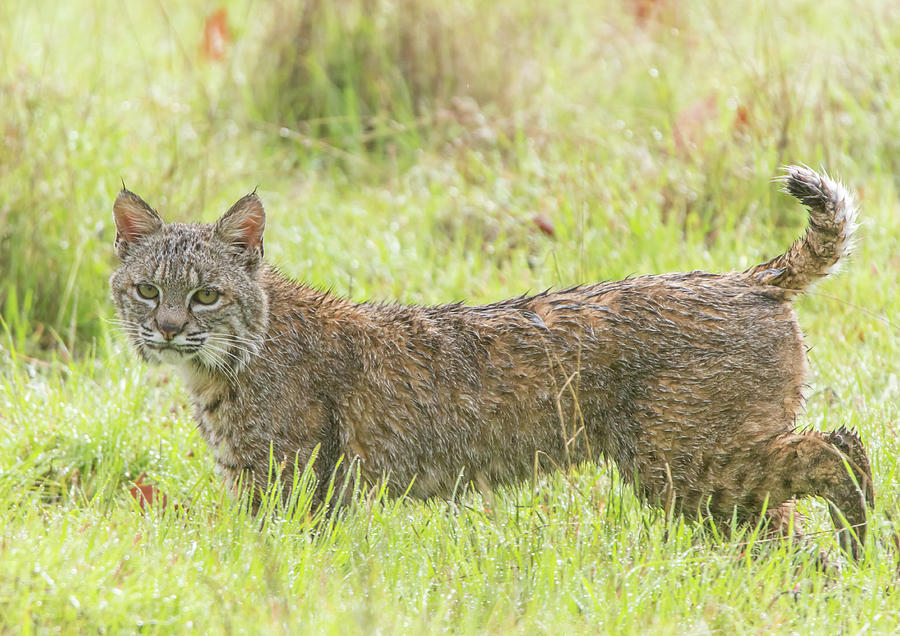 One Wet Bobcat Photograph by Marc Crumpler