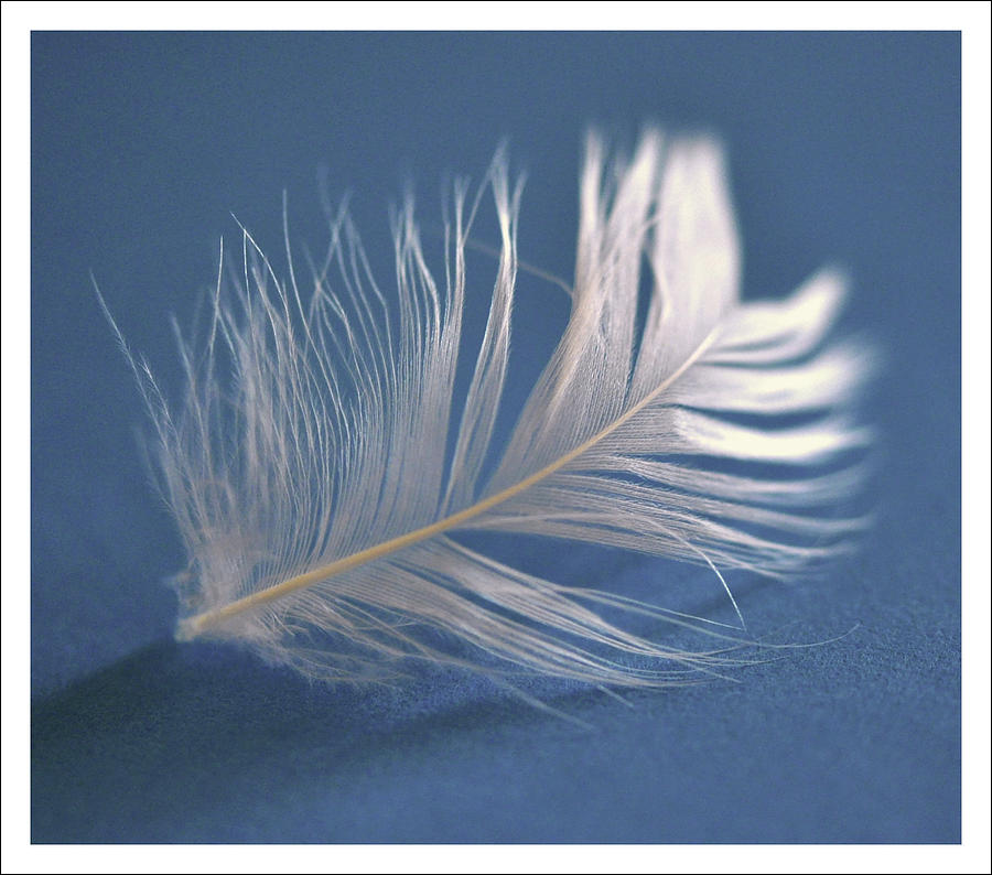One White Feather Photograph by  Ta 