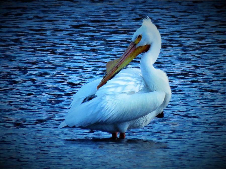 Bird Photograph - One White Pelican  by Lori Frisch