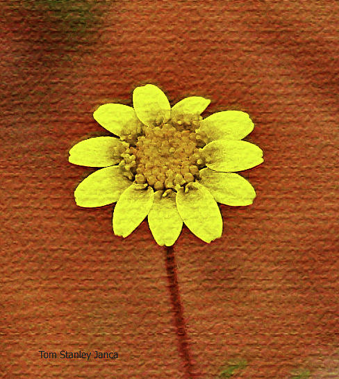 One Wild Flower  Digital Art by Tom Janca