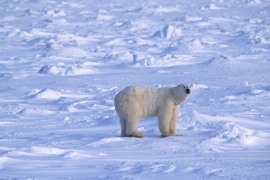 One Wild Polar Bear Standing On Icy Photograph by Gomezdavid