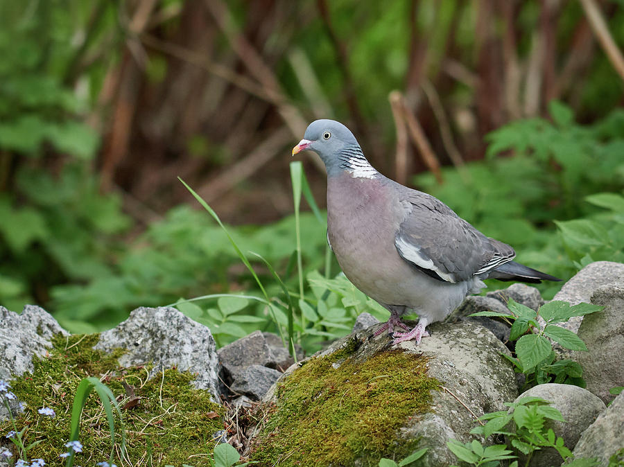One Wood Pigeon On The Rocks Please Photograph