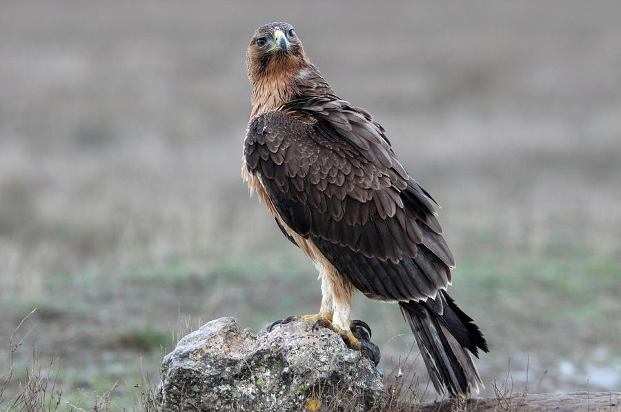Wildlife Photograph - One Year Old Female Of Bonelli´s Eagle, Aquila Fasciata by Cavan Images